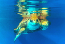 Aisha Turtle patient Aisha recovering in her tank at the Rescue Centre. Image.