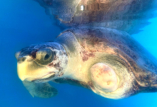 Aisha Turtle patient Aisha recovering in her tank at the Rescue Centre. Image.