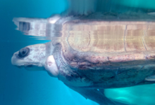 Aisha Turtle patient Aisha recovering in her tank at the Rescue Centre. Image.