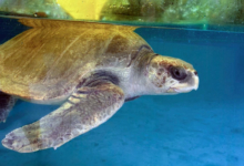 Aisha Turtle patient Aisha recovering in her tank at the Rescue Centre. Image.