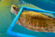 Aisha Turtle patient Aisha using her Enrichment Device at the Rescue Centre. Image.