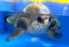 Nakaiy Turtle patient Nakaiy recovering at the Rescue Centre. Image.