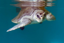 Nakaiy Turtle patient Nakaiy in the tank at the Rescue Centre. Image.