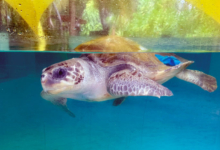 Nakaiy Turtle patient Nakaiy in the tank at the Rescue Centre. Image.