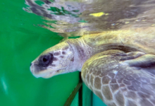Nakaiy Turtle patient Nakaiy in the tank at the Rescue Centre. Image.