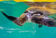 Nakaiy Turtle patient Nakaiy with raised right flipper. Image.