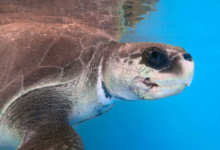 Nakaiy Turtle patient Nakaiy in the tank at the Rescue Centre. Iamge.