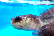 Nakaiy Turtle patient Nakaiy in her tank at the Noonu Atoll Rehabilitation Centre. Image.