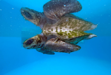 Nakaiy Turtle patient Nakaiy recovering in her tank at the Noonu Rehabilitation Centre. Image.