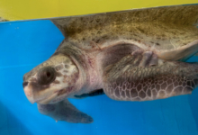 Nakaiy Turtle patient Nakaiy in her tank at the Rescue Centre, Image.