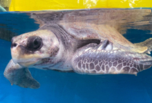 Adopt Nakaiy Turtle patient Nakaiy recovering in her tank at the Rescue Centre. Image.