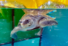 Nakaiy Turtle patient Nakaiy recovering at the Rescue Centre. Image.