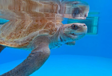 Nakaiy Turtle patient Nakaiy recovering in her tank at the Rehabilitation Centre. Image.