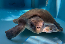 Aisha Turtle patient Aisha at the bottom of the tank at the Rescue Centre. Image.