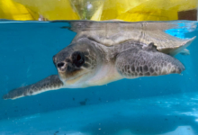 Click to adopt Nakaiy Turtle patient Nakaiy in the tank at the Rescue Centre. Image.
