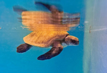 Aisha Turtle patient Aisha in the tank at the Rescue Centre. Image.