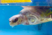Aisha Turtle patient Aisha in the tank at the Rescue Centre. Image.