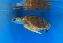 Bulbul Turtle patient Bulbul recovering in tank at the Rescue Centre. Image.