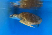 Bulbul Turtle patient Bulbul recovering in tank at the Rescue Centre. Image.