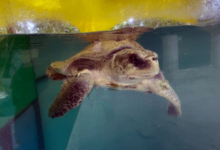 Bulbul Turtle patient Bulbul in the tank at the Rescue Centre. Image.
