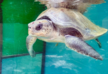 Bulbul Turtle patient Bulbul in the tank at the Rescue Centre. Image.