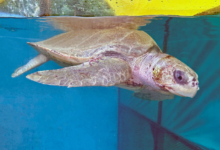 Bulbul Turtle patient Bulbul in her tank. Image.