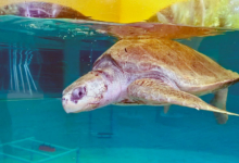 Bulbul Turtle patient Bulbul in the tank at the Rescue Centre. Image.