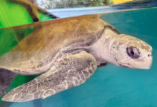Bulbul Turtle patient Bulbul in the tank at the Rescue Centre. Image.