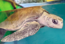 Bulbul Turtle patient Bulbul in the tank at the Rescue Centre. Image.