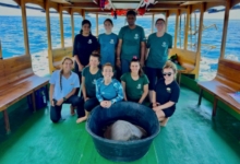 Bulbul Turtle patient Bulbul about to be released by boat. Image.