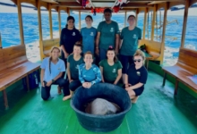 Bulbul Turtle patient Bulbul about to be released by boat. Image.