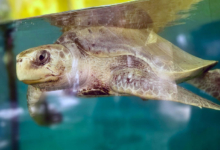 Bulbul Turtle patient Bulbul in the tank at the Rescue Centre. Iamge.