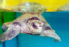 Bulbul Turtle patient Bulbul recovering at the Rescue Centre. Image.