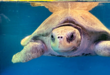 Bulbul Turtle patient Bulbul in the tank at the Rescue Centre. Image.