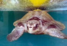 Bulbul Turtle patient Bulbul recovering at the Rescue Centre. Image.