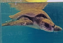 Dhontha Turtle patient Dhontha in the tank at the Rescue Centre. Image.