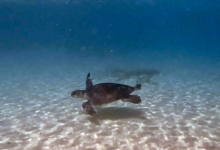 Turtle patient Dhontha back in the ocean after being released Turtle patient Dhontha back in the ocean after being released. Image.