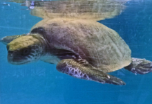 Dhontha Turtle patient Dhontha recovering in the tank at the Marine Turtle Rescue Centre. Image.