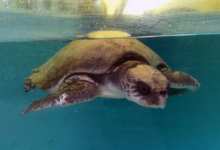 Dhontha Turtle patient Dhontha recovering in the tank at the Marine Turtle Rescue Centre. Image.