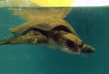 Dhontha Turtle patient Dhontha recovering in the tank at the Marine Turtle Rescue Centre. Image.