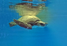 Dhontha Turtle patient Dhontha recovering in the tank at the Marine Turtle Rescue Centre. Image.