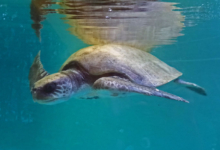 Dhontha Turtle patient Dhontha recovering in the tank at the Marine Turtle Rescue Centre. Image.