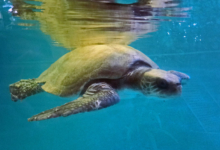 Dhontha Turtle patient Dhontha recovering in the tank at the Marine Turtle Rescue Centre. Image.
