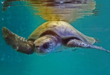 Dhontha Turtle patient Dhontha recovering in the tank at the Marine Turtle Rescue Centre. Image.