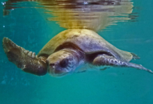 Dhontha Turtle patient Dhontha recovering in the tank at the Marine Turtle Rescue Centre. Image.