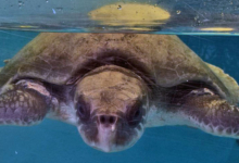 Dhontha, Released Turtle patient Dhontha recovering in the tank at the Marine Turtle Rescue Centre. Image.
