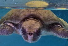 Dhontha, Released Turtle patient Dhontha recovering in the tank at the Marine Turtle Rescue Centre. Image.