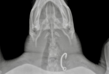 Dontha's X-ray showing the fishing hook in her oesophagus X-ray showing a fishing hook in the oesophagus of turtle patient Dontha. Image.