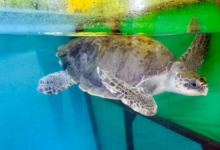 Iru Turtle patient Iru in the tank at the Rescue Centre. Image.