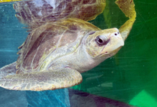 Iru Turtle patient Iru in the tank at the Rescue Centre. Image.